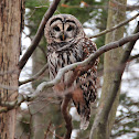 Barred Owl