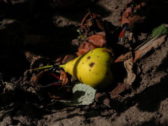 Spotting Image 1