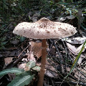 parasol mushroom