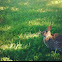 Cottontail Rabbit