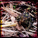 American Toad