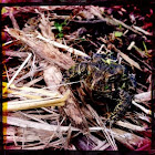 American Toad