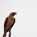 Yellow-throated Sparrow