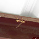 Red & Yellow Wasp