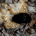 Arion ater - Fuligo septica