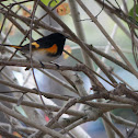 American Redstart