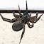 Carolina Wolf Spider