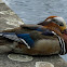Mandarin Duck