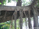 nomad4ever_thailand_phuket_CIMG0228.jpg
