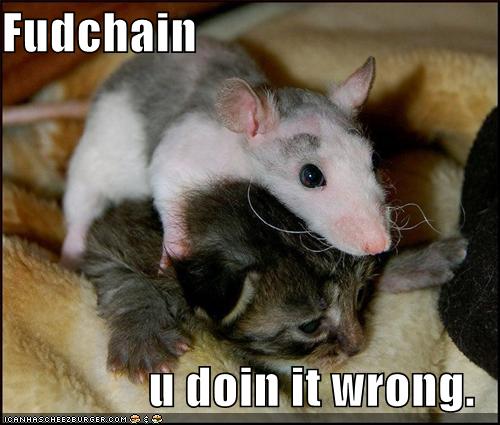 Funny Rats Pictures