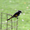 New Holland Honeyeater
