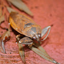 Giant Water Bug