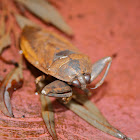 Giant Water Bug