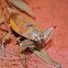 Giant Water Bug