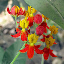 Tropical Milkweed