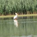 Pelican
