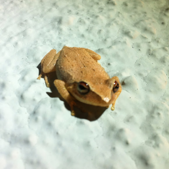Spotting Image 1