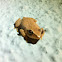 Coqui
