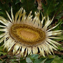 Stemless carline thistle