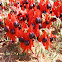 Sturt's desert pea