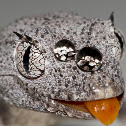 Northern Spiny-tailed Gecko