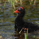Common Moorhen