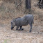 Warthog