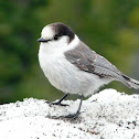Gray Jay