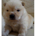 Chow Chow Imperdibles