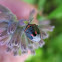 Harlequin Bug