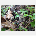 Morel mushroom