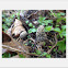 Morel mushroom
