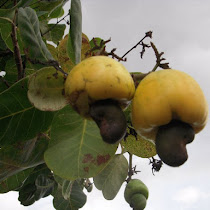 Antiguan Wildlife
