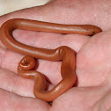 Rubber Boa