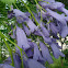 Blue Jacaranda