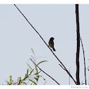 Song Sparrow