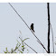 Song Sparrow