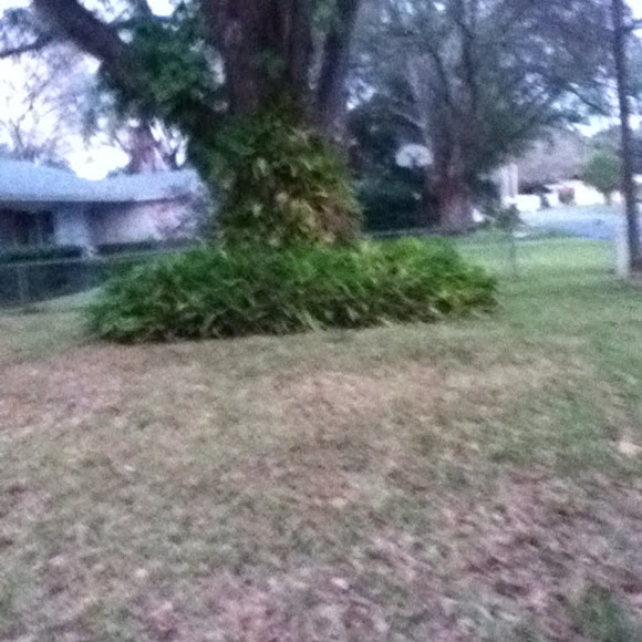 Spotting Image 1