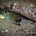 Fimbriated Moray Eel
