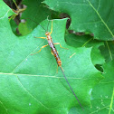 Giant Ichneumon Wasp