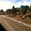 Rocky mountain elk