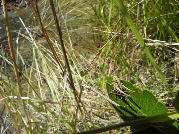 Spotting Image 1