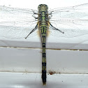 Green Skimmer Dragonfly