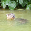 otter