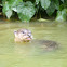 otter