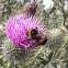 Bumble Bee