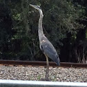 Great Blue Heron