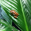 Mitchel's reed frog