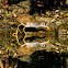 White-browed Crake