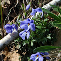 Bird's-Foot Violet